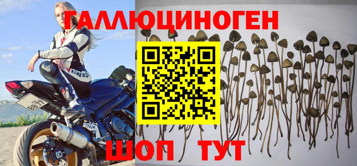 Псилоцибиновые грибы мицелий Вязьма